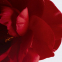 'Nº 1 Red Camellia Revitalizing' Gesichtsserum - 30 ml