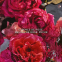 'Aqua Allegoria Forte Rosa Rossa' Eau de parfum - 75 ml