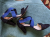 Navyboot Sandales noires et bleues 40