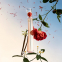'Flower By Kenzo L'Absolue' Eau de parfum - 30 ml