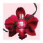 Eau de parfum 'Flowerbomb Ruby Orchid' - 30 ml