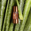 Gouttes autobronzantes 'Addition Concentré Éclat Visage' - 15 ml