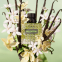 'Born In Roma Donna Green Stravaganza' Eau De Parfum - 100 ml