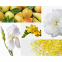 'Lemon Verbena, Mimosa-Poire & Rose Pivoine' Scented Candle Set - 60 g, 3 Pieces