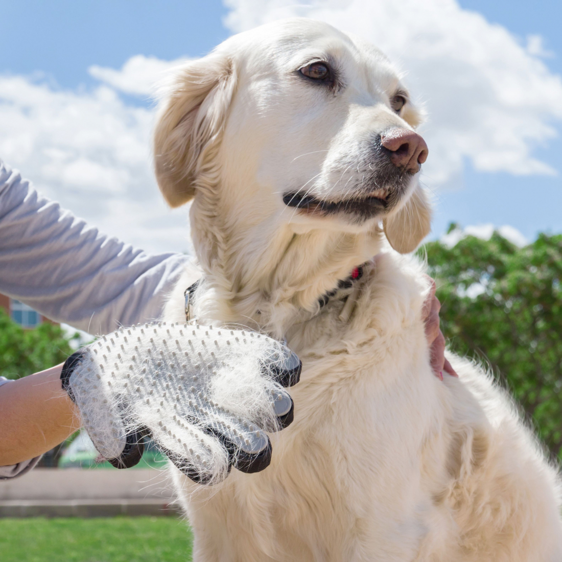 Gant Pour Brosser Et Masser Les Animaux Domestiques