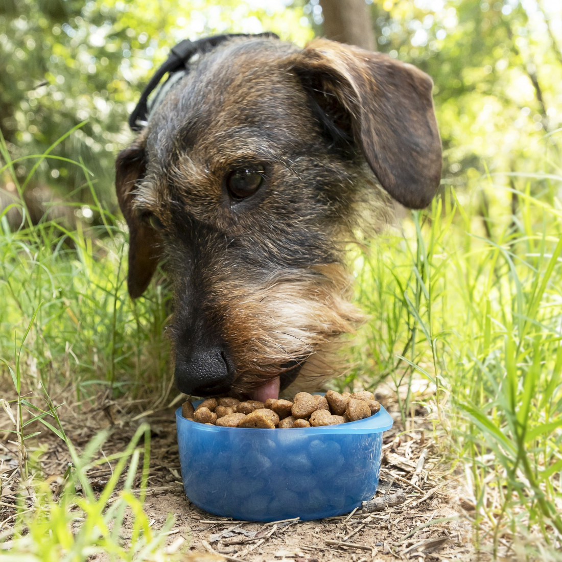 Bouteille Avec Distributeur D'Eau Et D'Aliments Pour Animaux 2 En 1 Pettap