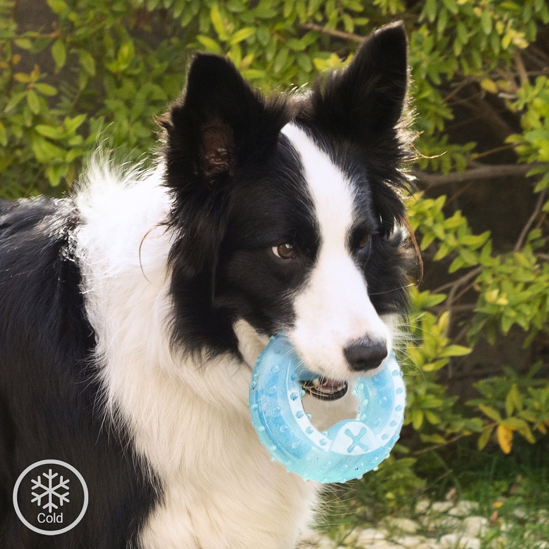 Jouet À Mordre 2 En 1 Congelable Pour Animaux De Compagnie Glubiz